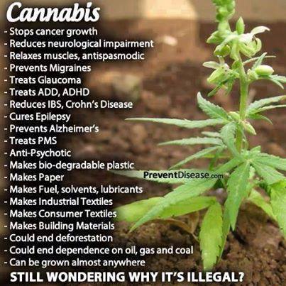 Cannabis the Wonder Weed