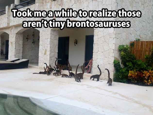 tiny brontosauruses